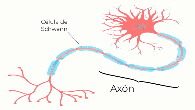 Neurona GIF - Neurona GIFs