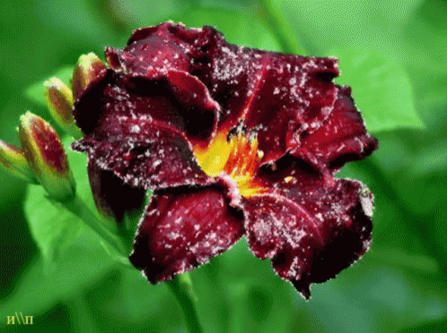 a purple flower with a yellow center is surrounded by green leaves with the letters ип on the bottom