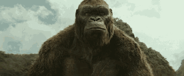 a close up of a gorilla looking at the camera with trees in the background