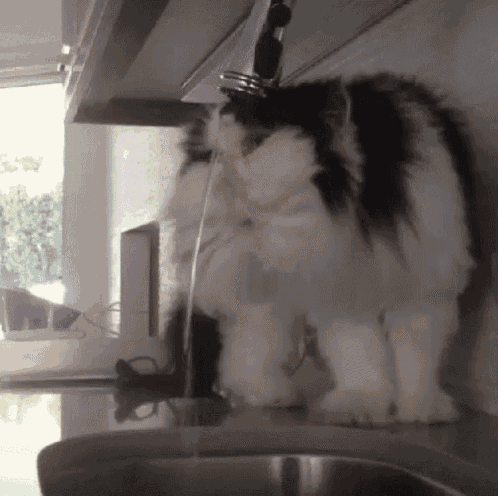 a black and white cat is drinking water from a kitchen sink