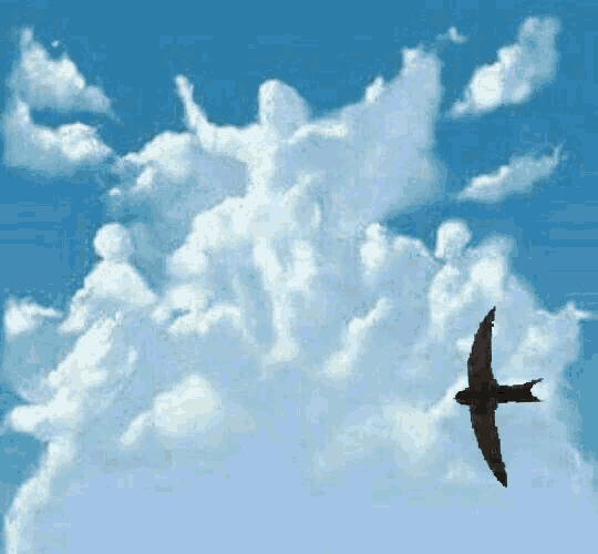 Swallow Fly GIF - Swallow Fly Freedom GIFs
