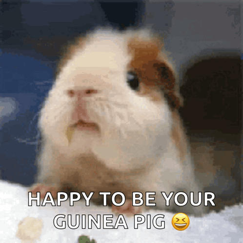 Guinea Pig Chewing GIF - Guinea Pig Chewing GIFs
