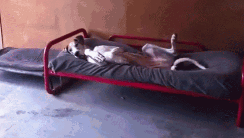 a dog is laying on its back on a bed