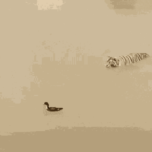 a duck is swimming in the water with a zebra in the background .