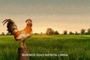 a rooster standing on top of a wooden post with the words buenos dias nenita linda above it