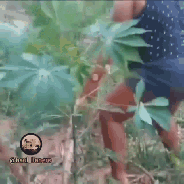 a person is standing next to a plant with a sticker that says @baul_llanero