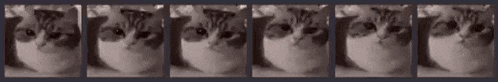 a black and white photo of a cat 's face in a row