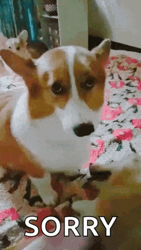 a brown and white dog is standing on a bed and looking at the camera with the word sorry written on it .