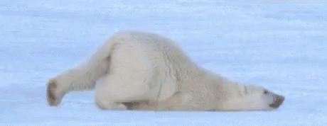 Kutup Ayısı GIF - Kutup Ayisi Surunmek Kar GIFs
