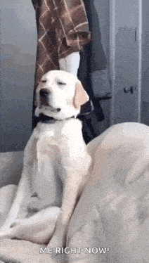 a dog is sitting on a couch with its eyes closed and a person is standing behind it .