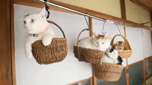 Hang Out Cats GIF - Hang Out Cats GIFs