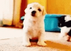 Hello Cute Puppy GIF - Hello Cute Puppy GIFs