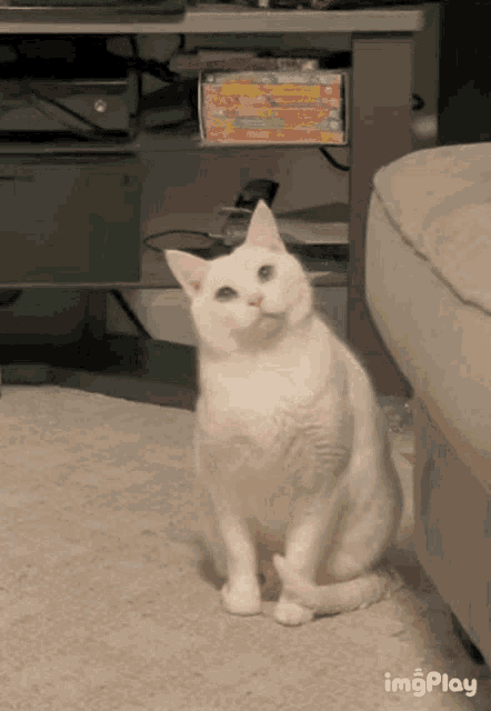 Cat Dizzy GIF - Cat Dizzy GIFs