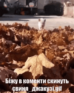 a cat is standing in a pile of leaves with a caption in russian