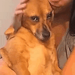 a woman is holding a small brown dog in her arms and petting it .