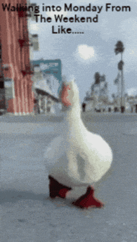 a duck with red feet is walking into monday from the weekend like ..