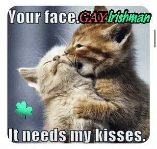 two kittens kissing with the caption " your face gay irishman "