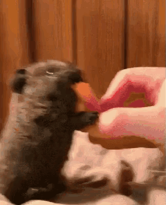a close up of a person feeding a hamster