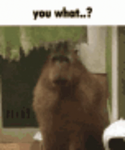 You What GIF - You What Capybara GIFs
