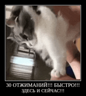 a cat is being held in a person 's hand with a caption in russian .