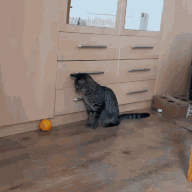 Loki Cat Cat Orange GIF - Loki Cat Cat Orange Cat GIFs