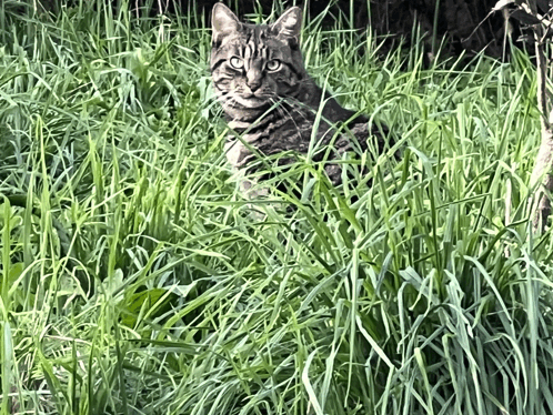 Cat Gatti GIF - Cat Gatti Cremignone GIFs