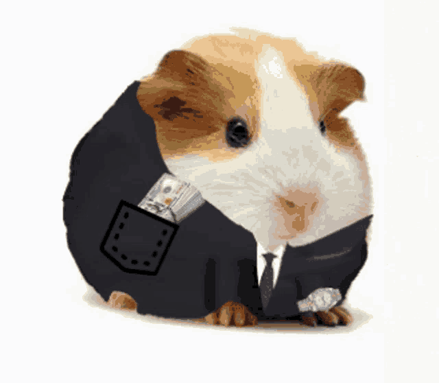 a guinea pig wearing a suit and tie has a pocket full of money