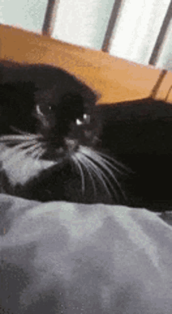 a black cat is laying on a bed and looking at the camera