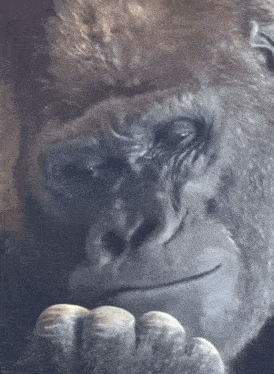 a close up of a gorilla 's face with a hand on its face