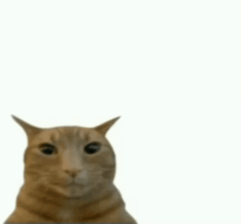 Cat Cat Meme GIF - Cat Cat Meme Angry Cat Meme GIFs