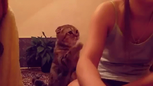 Hey. Love Me. GIF - Cat Cats Attention GIFs