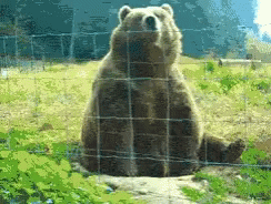 Bear Grizzly GIF