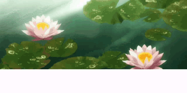 three pink water lilies are floating in a pond surrounded by lily pads