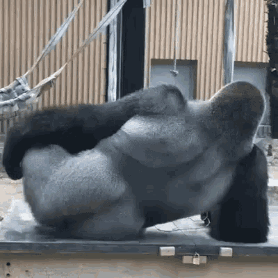 Gorilla Itchy GIF - Gorilla Itchy Scratch GIFs