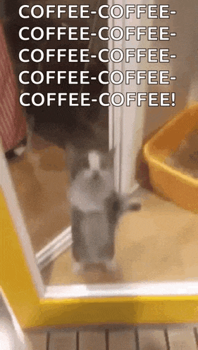 a cat is standing on its hind legs in front of a yellow door and a litter box .