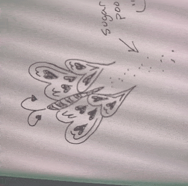a drawing of a butterfly with the words " sugar poo " written below it