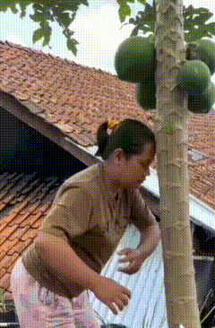a woman is standing next to a papaya tree in front of a house .
