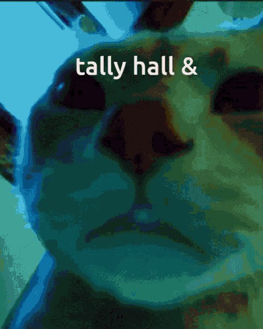 a close up of a cat 's face with the words tally hall & on it