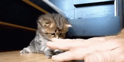 Kitten Adorable GIF - Kitten Adorable Animal GIFs
