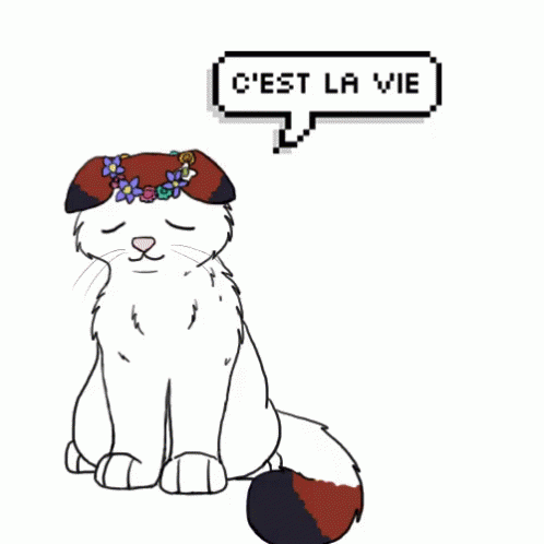 C'Est La Vie GIF - Cest La Vie Cat Nodding GIFs