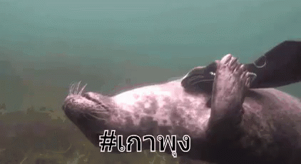 เกาพุง เกาท้อง น่ารัก แมวน้ำ GIF - Scratch Belly Belly Scratch Cute GIFs