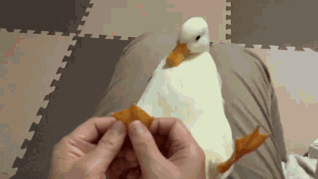 Duck Paws GIF - Duck Paws GIFs