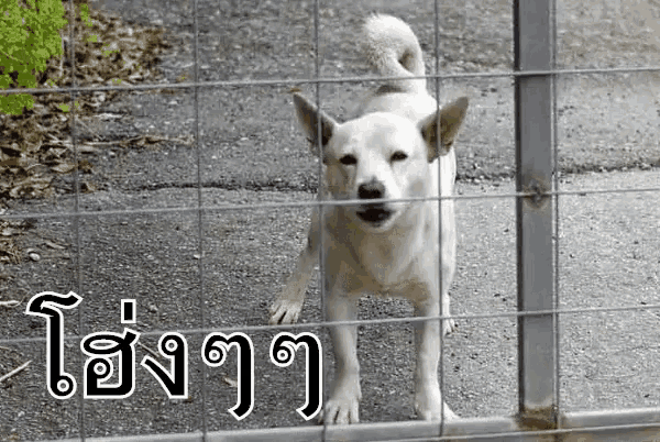 a white dog is behind a wire fence with a foreign language written above it