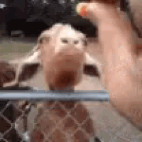 a giraffe is looking at a person 's hand through a fence .