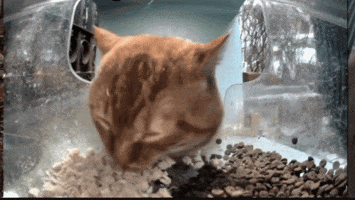 a cat is eating from a plastic container