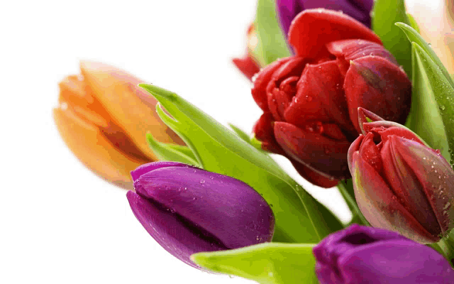 a bunch of purple and red tulips with green leaves