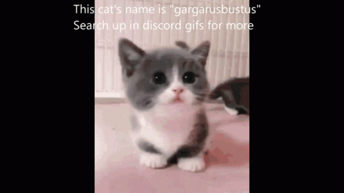 Gargarusbustus Dont Search Up Gargarusbustus GIF - Gargarusbustus Dont Search Up Gargarusbustus Cute Kitty GIFs
