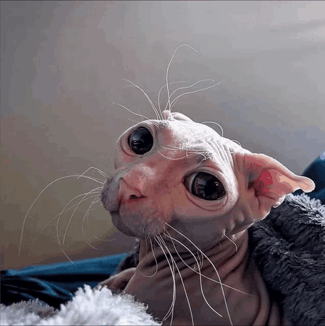 a hairless cat is laying on a blanket and looking up