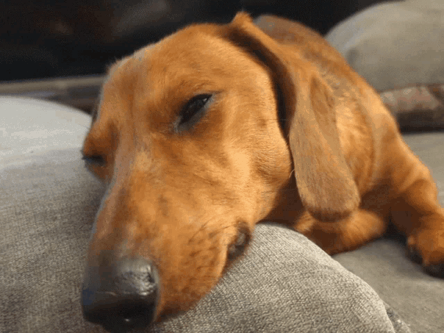 a brown dog laying on a couch with its head resting on a pillow