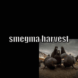 a picture of a pigeon with the words smegma harvest on the bottom